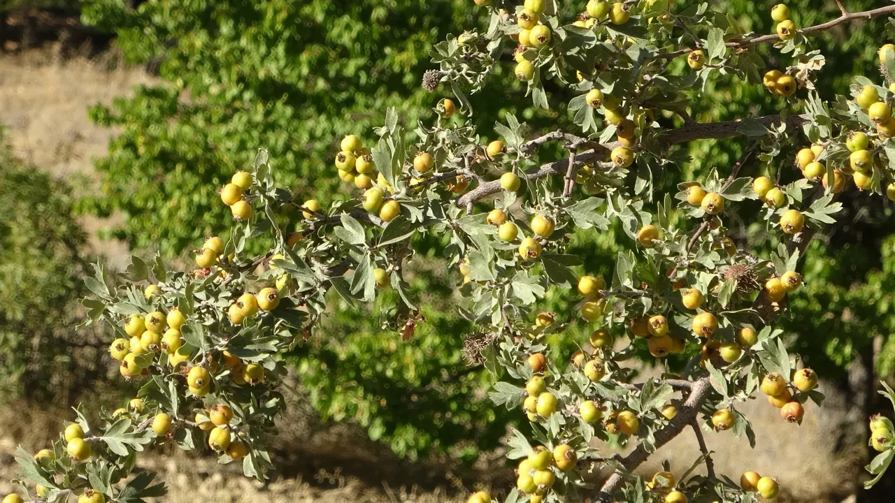 kayısı