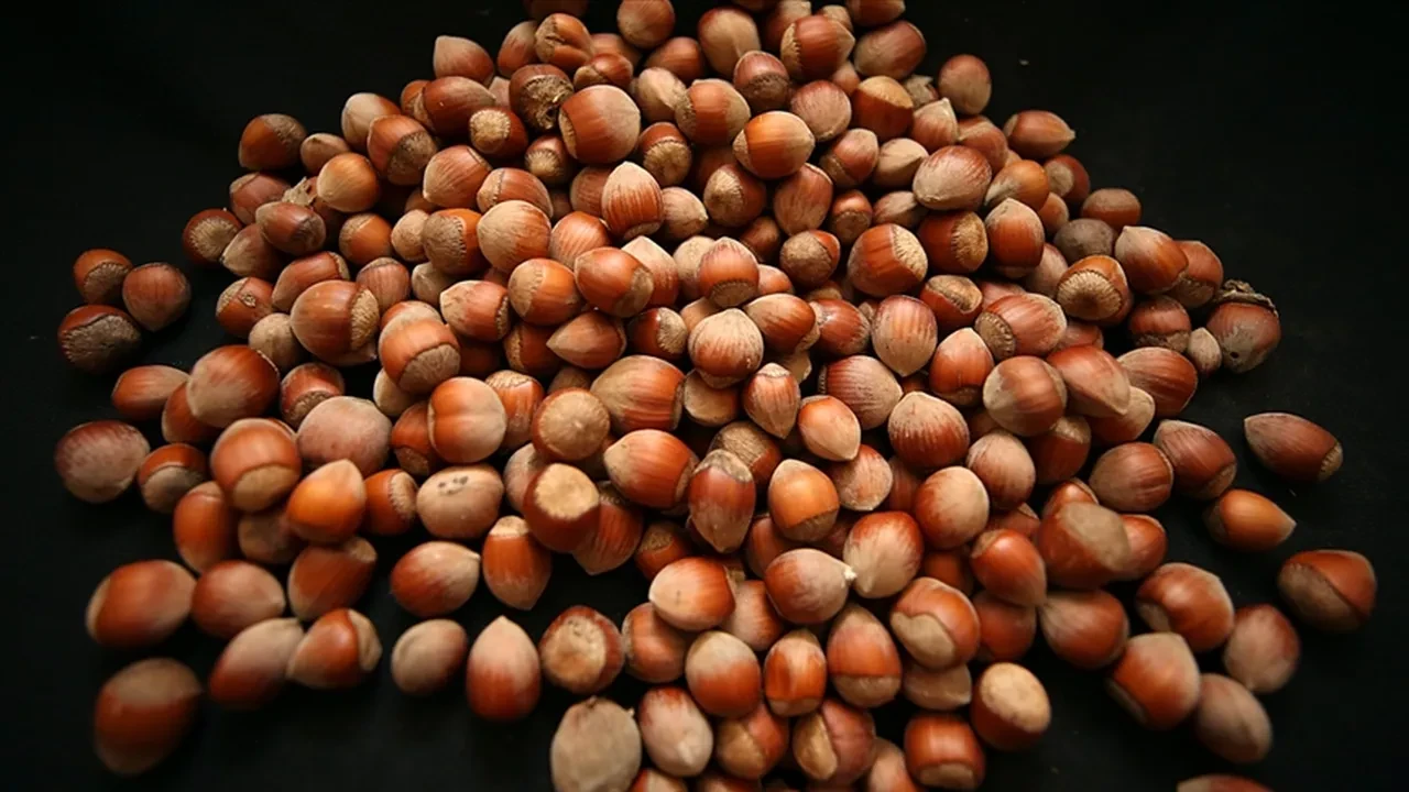 Fındık
