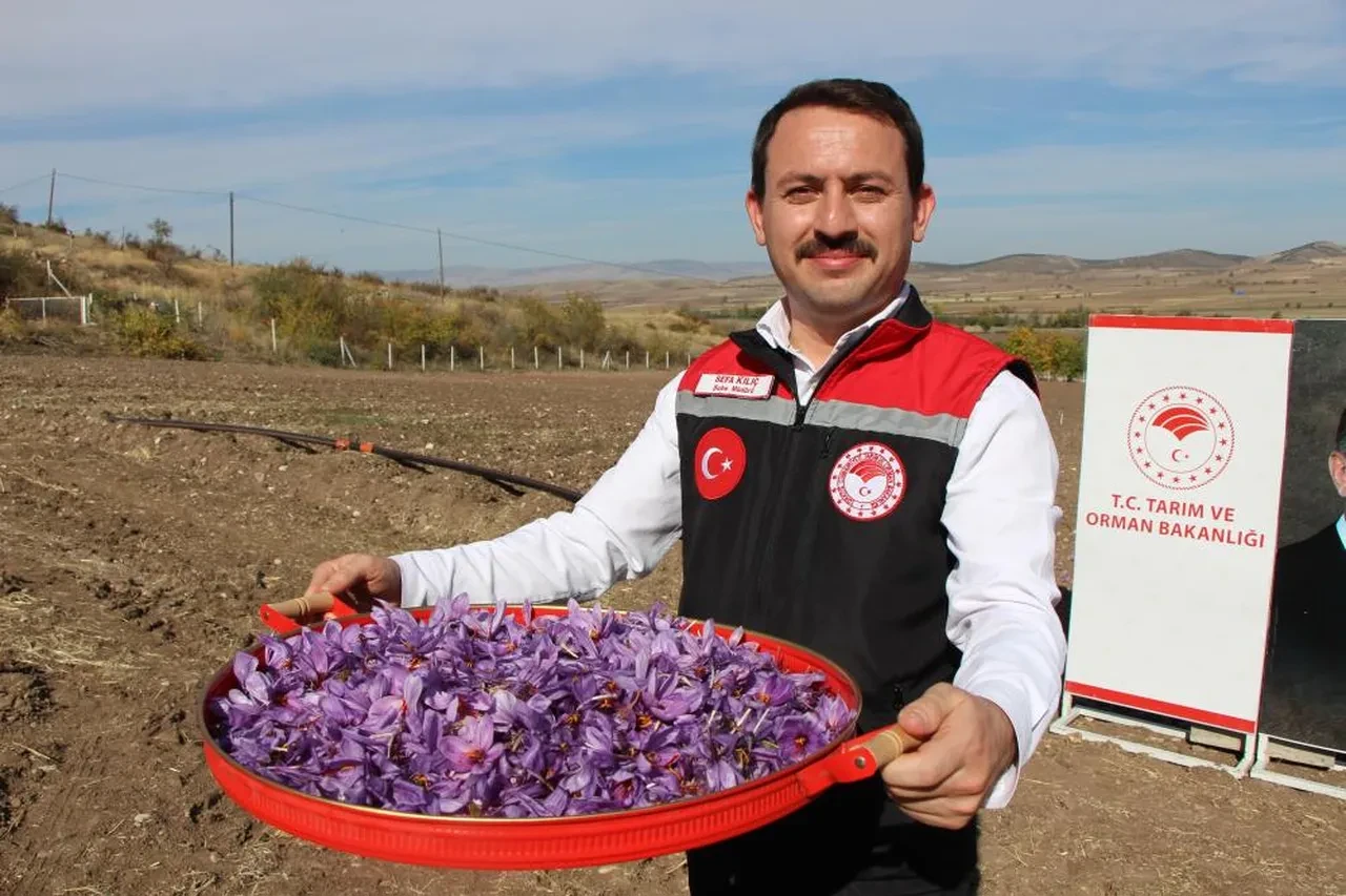 safran, amasya