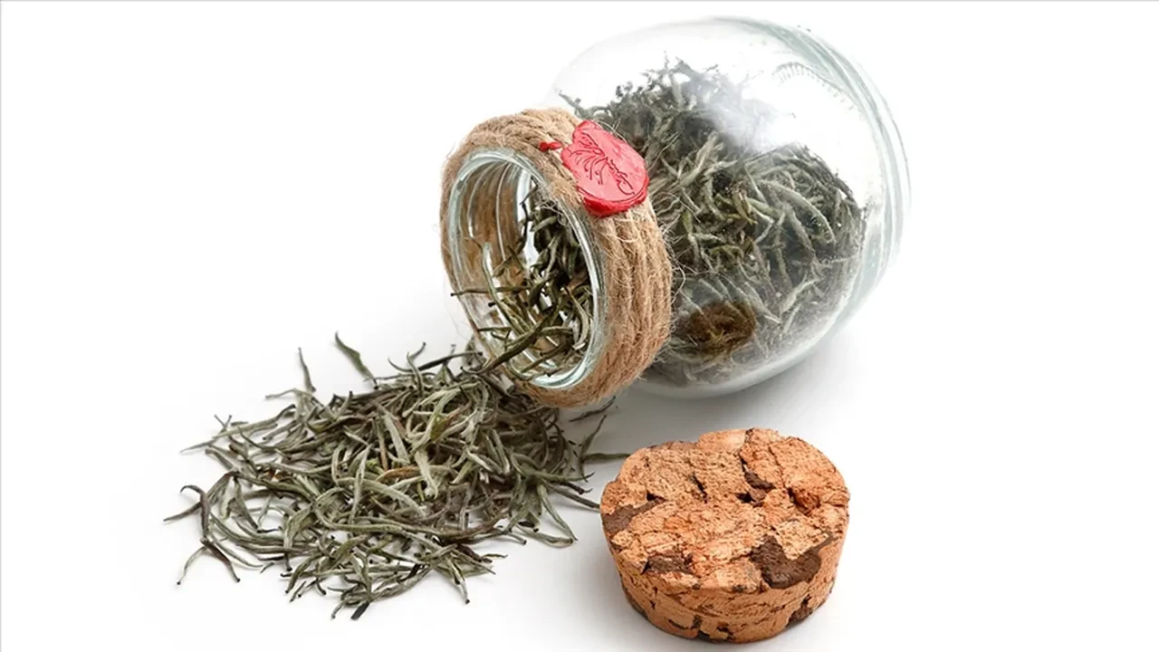 BEYAZ ÇAY: YAĞ OLUŞUMUNU ENGELLEYEN VE HÜCRELERİ KORUYAN BARİYER