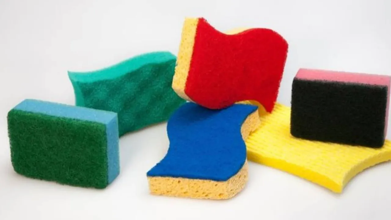 MASUM GÖRÜNEN SÜNGERLERİN GİZLİ DÜNYASI