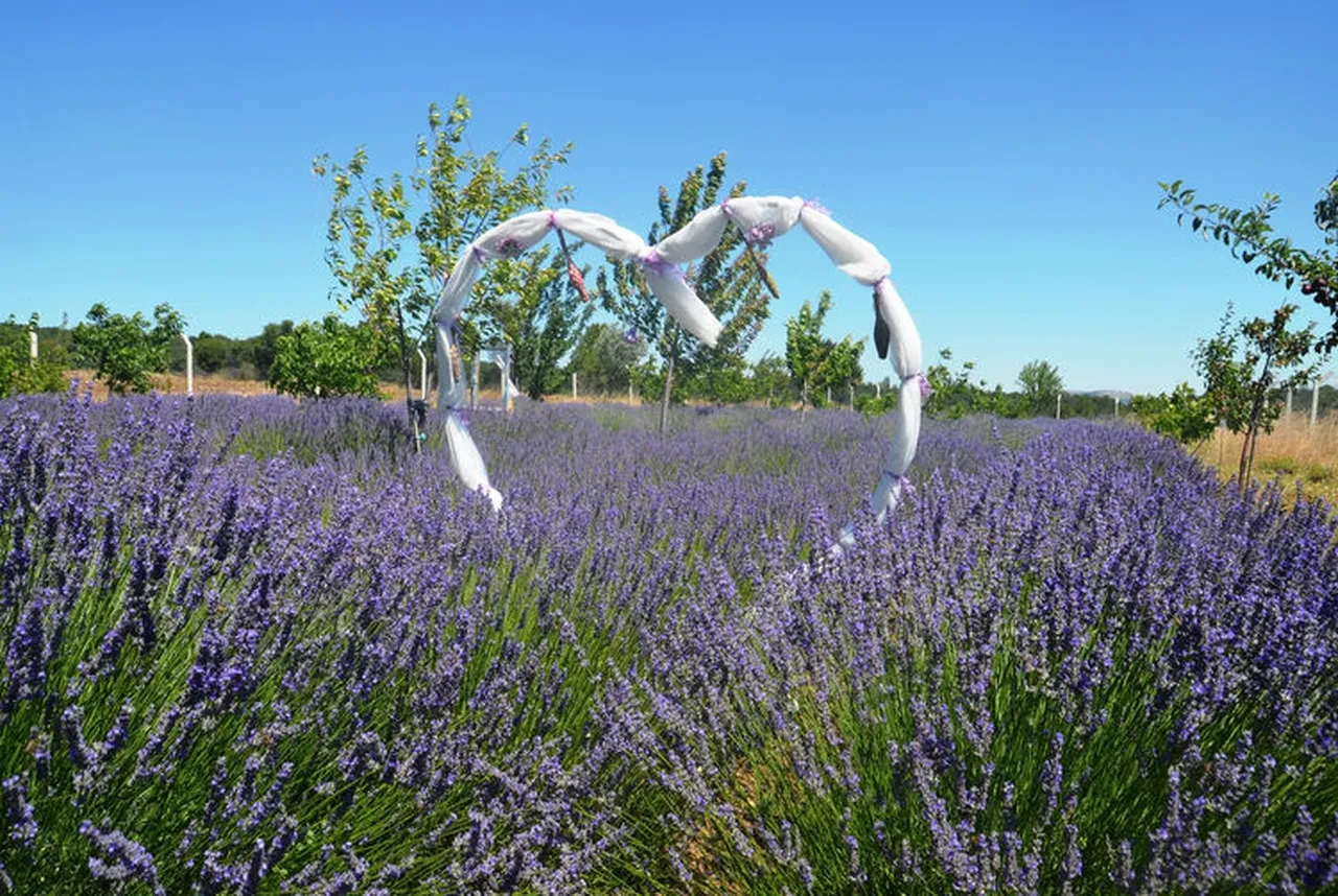 LAVANTA ÇAYI: KOKUSUYLA TERAPİ YAPAN VE TANSİYONU DÜŞÜREN MUCİZE