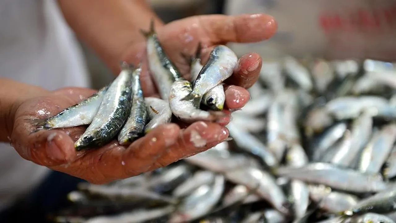 USKUMRU VE SARDALYA: KÜÇÜK GÖVDELERDEKİ DEVASA ETKİ