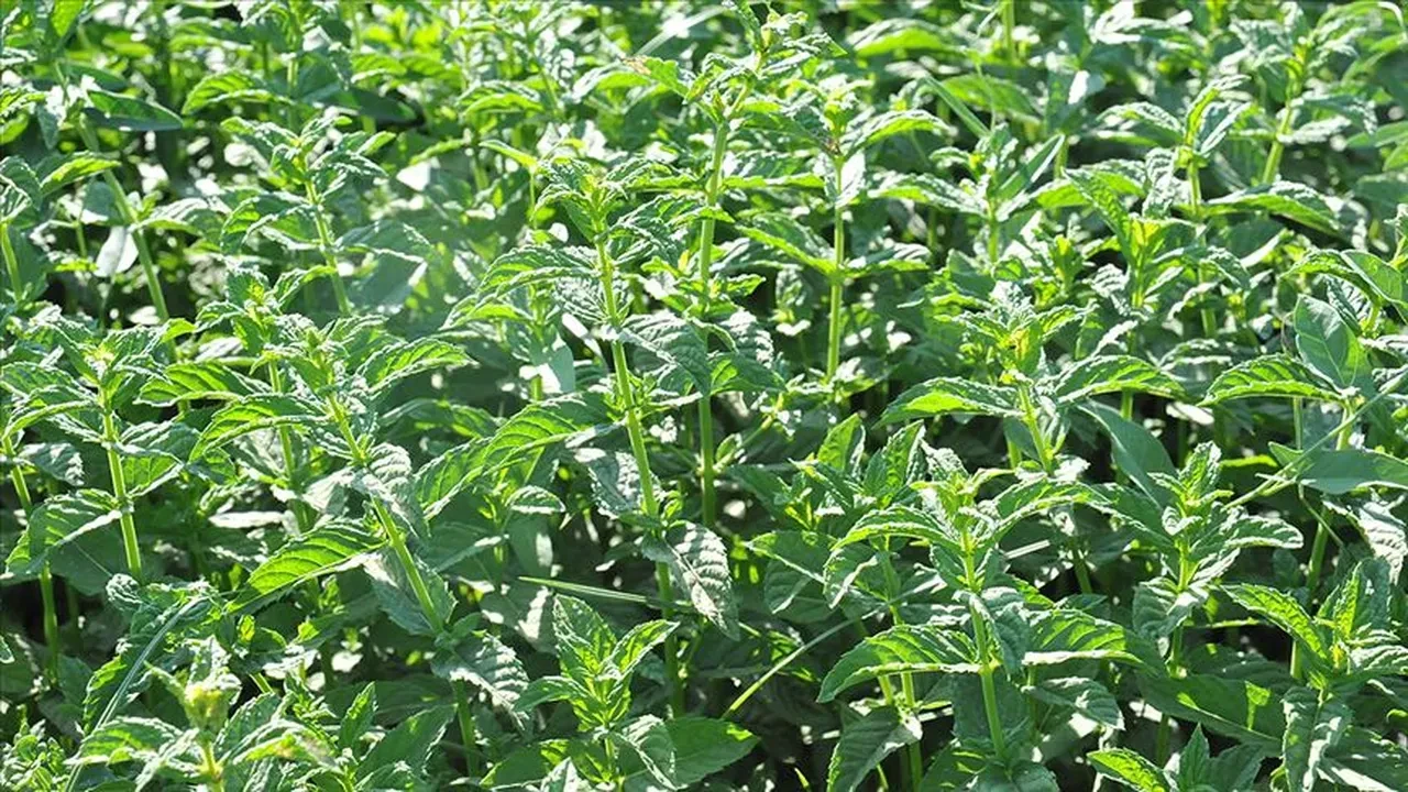 BURUN TIKANIKLIĞINA KARŞI NANE VE OKALİPTÜS BUHARI