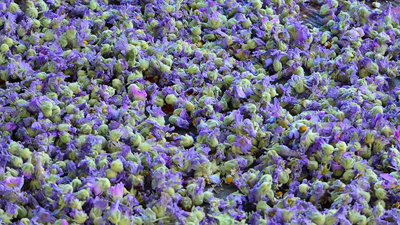 HATMİ ÇİÇEĞİ KÖKÜNÜN MUCİZEVİ KORUYUCU KALKANI