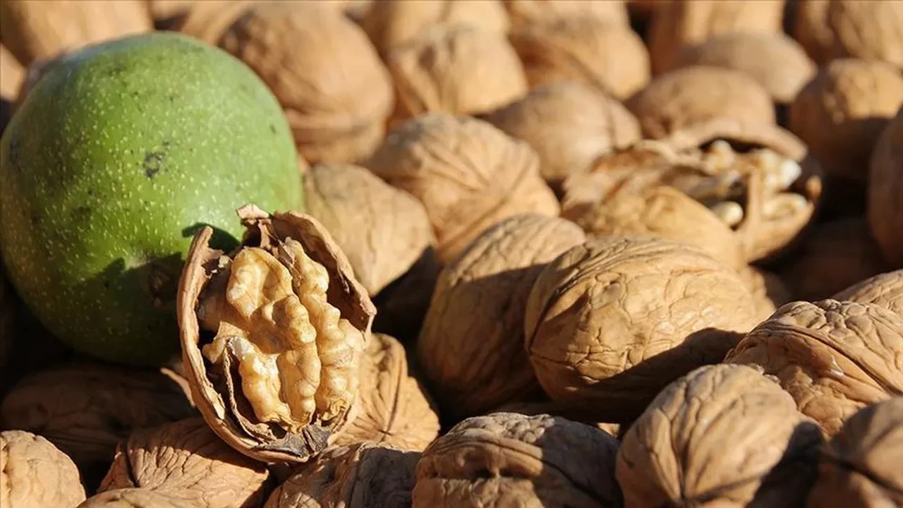 CEVİZ KABUĞU SUYU İLE DİŞ TAŞLARINI YUMUŞATMA MUCİZESİ