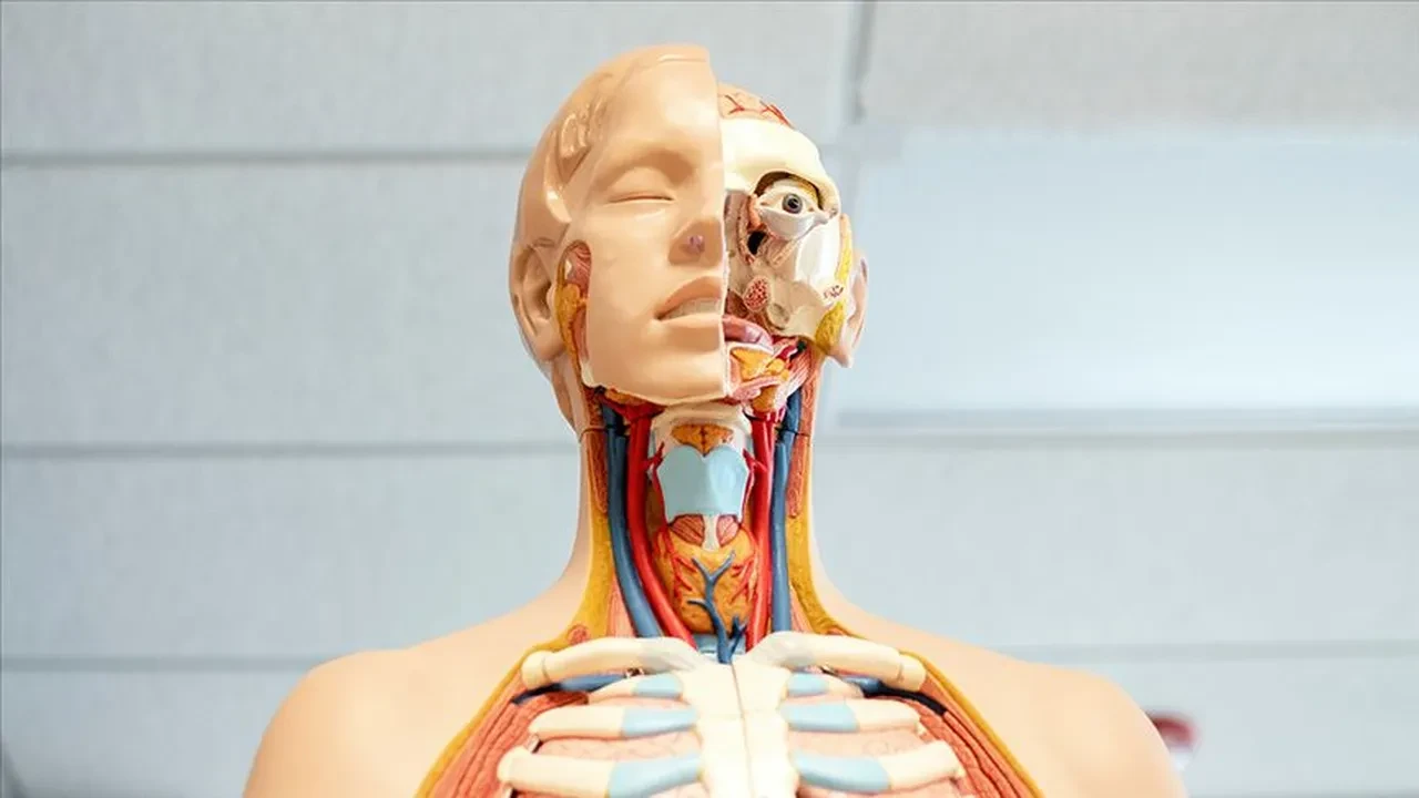 BOĞAZ KASLARINI GÜÇLENDİREN EGZERSİZLER