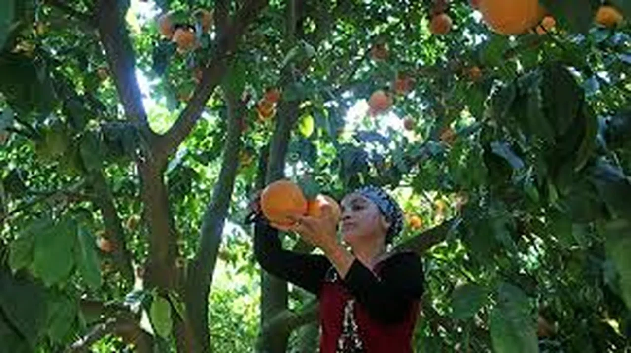 KARACİĞERDEKİ GİZLİ SAVAŞ: CYP3A4 ENZİMİNİN BLOKE OLMASI