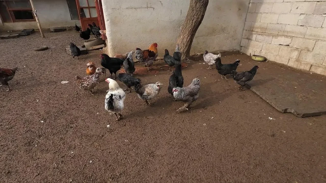 Asgari ücreti bırakıp köyüne döndü, paraya para demiyor! 'Herkes yiyebilsin diye 2 bin liradan satıyorum'