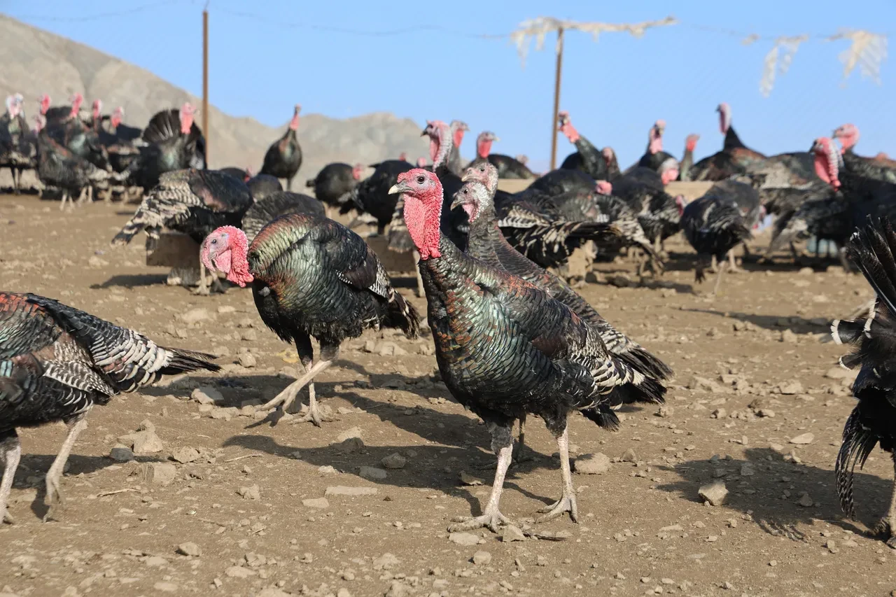 Almanya'dan Elazığ'a döndü, kendi işinin patronu oldu! Tanesi 3.500 liraya kadar çıkıyor