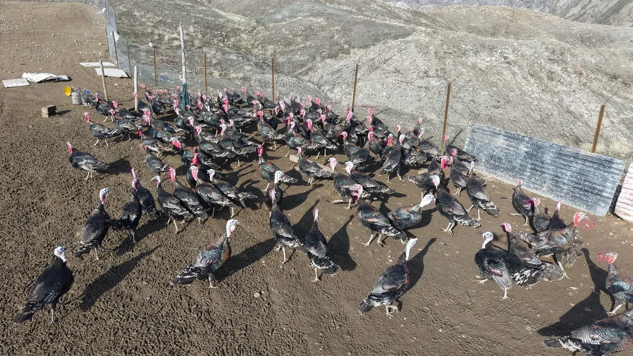 Almanya'dan Elazığ'a döndü, kendi işinin patronu oldu! Tanesi 3.500 liraya kadar çıkıyor