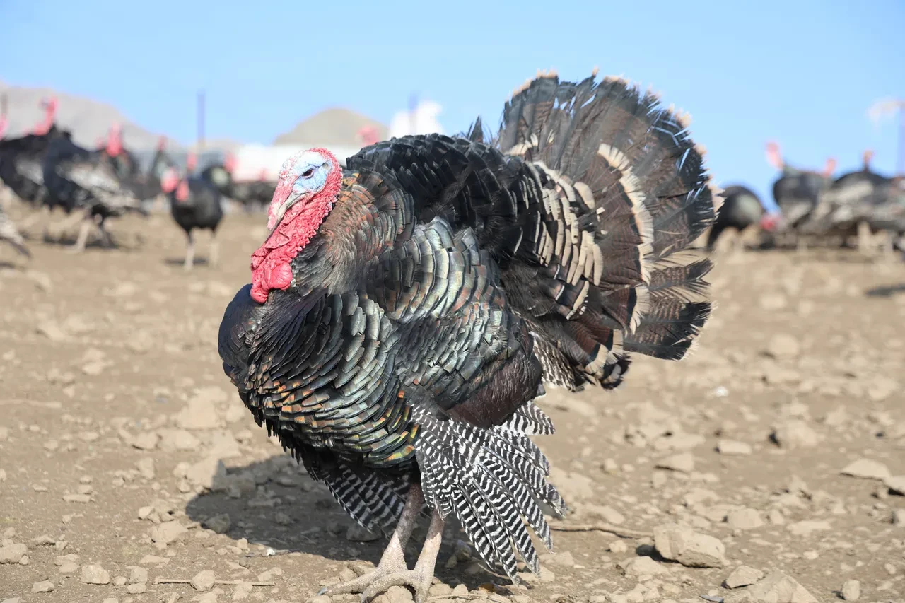 Almanya'dan Elazığ'a döndü, kendi işinin patronu oldu! Tanesi 3.500 liraya kadar çıkıyor