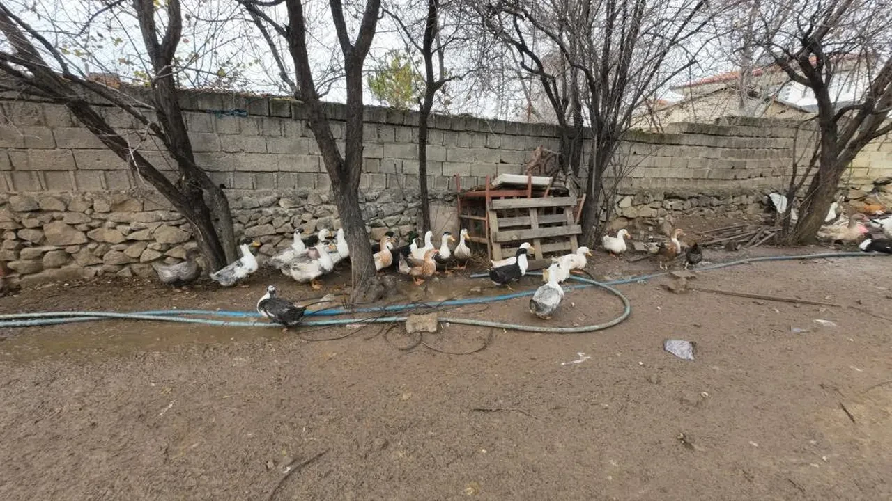 Asgari ücreti bırakıp köyüne döndü, paraya para demiyor! 'Herkes yiyebilsin diye 2 bin liradan satıyorum'