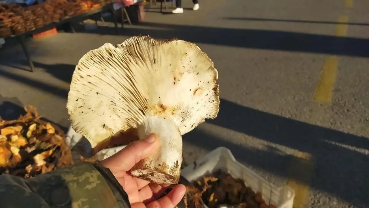  Aydın'daki dev mantarlar pazarda ilgi odağı oldu! Görenler inanamadı 