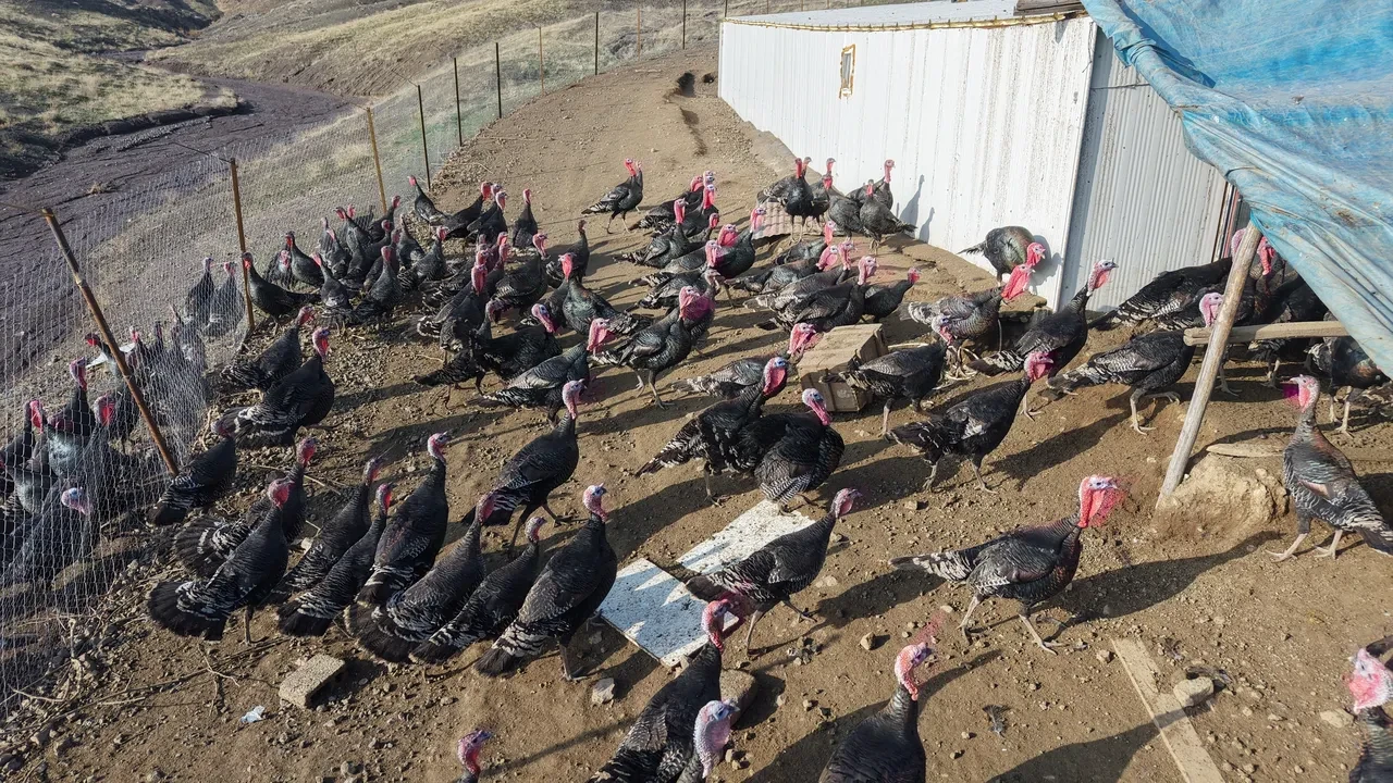 Almanya'dan Elazığ'a döndü, kendi işinin patronu oldu! Tanesi 3.500 liraya kadar çıkıyor