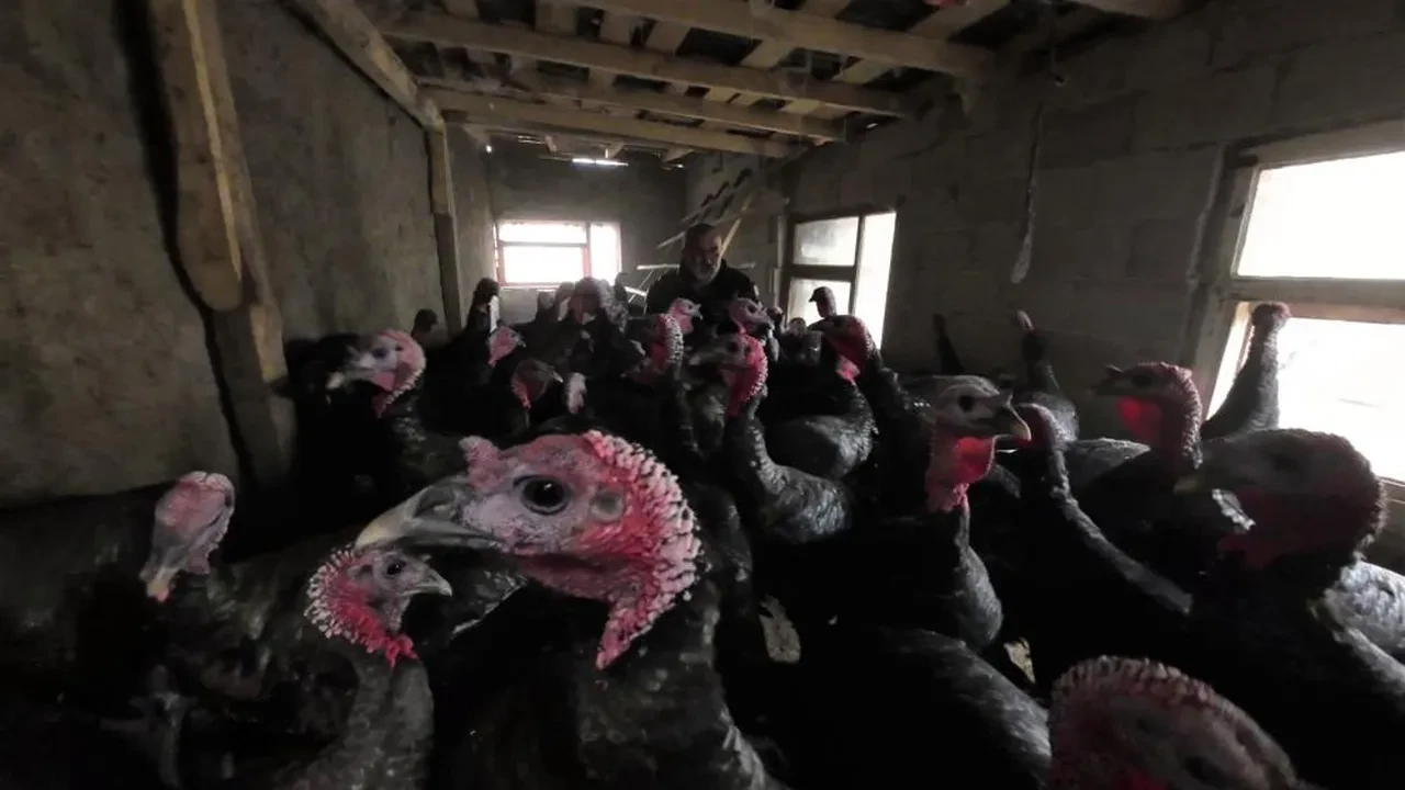 Asgari ücreti bırakıp köyüne döndü, paraya para demiyor! 'Herkes yiyebilsin diye 2 bin liradan satıyorum'