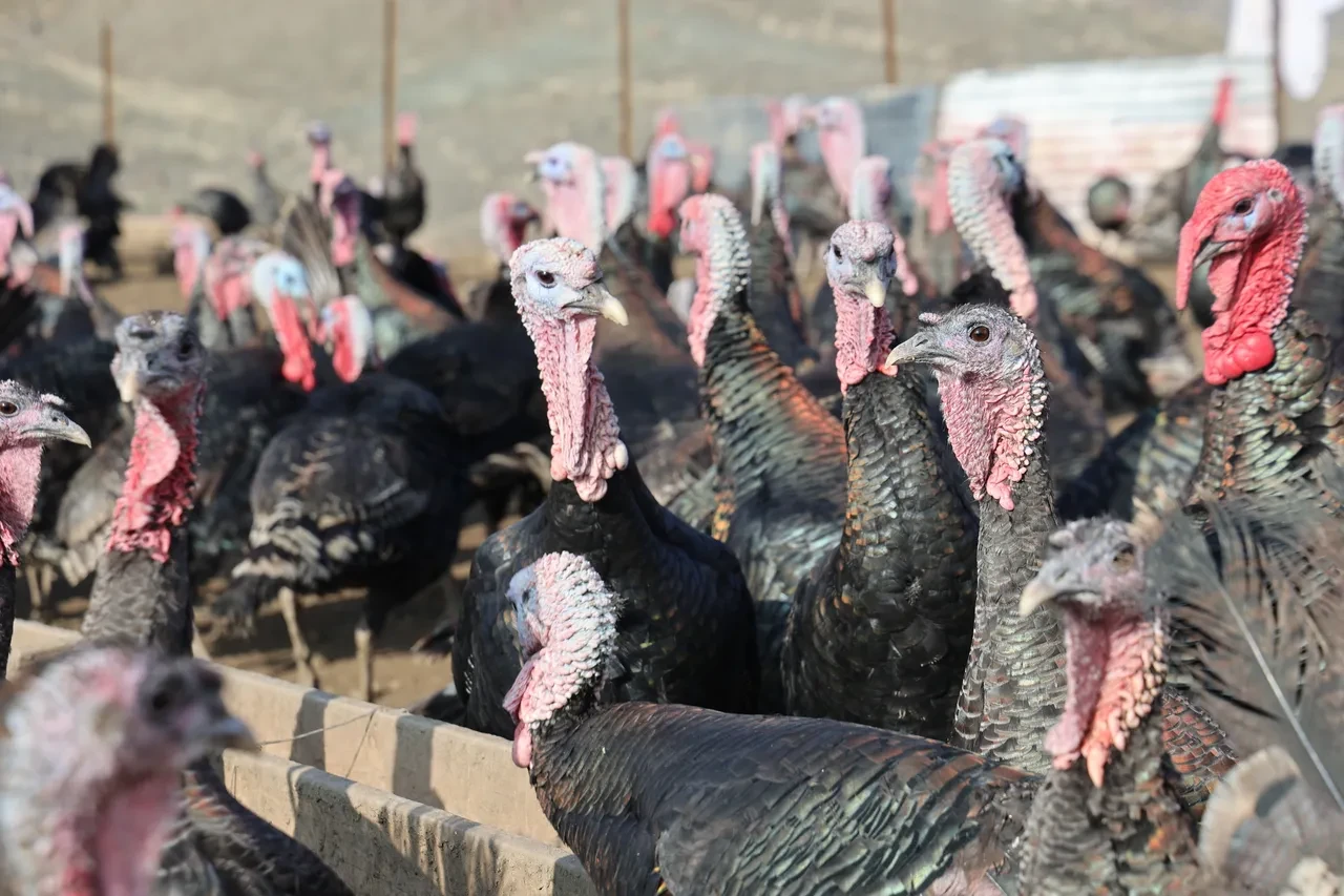 Almanya'dan Elazığ'a döndü, kendi işinin patronu oldu! Tanesi 3.500 liraya kadar çıkıyor