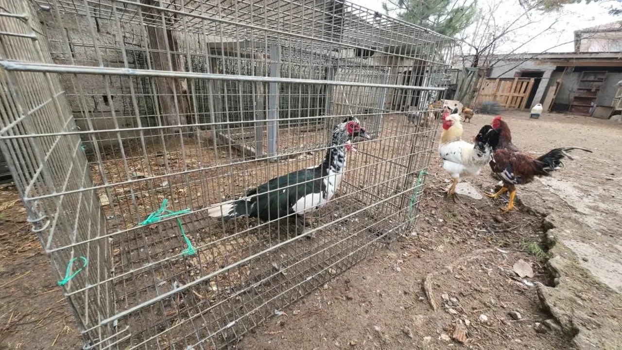 Asgari ücreti bırakıp köyüne döndü, paraya para demiyor! 'Herkes yiyebilsin diye 2 bin liradan satıyorum'