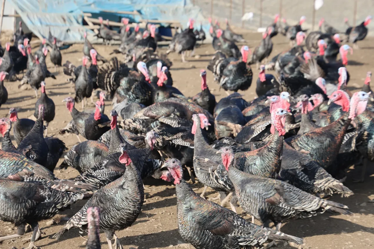 Almanya'dan Elazığ'a döndü, kendi işinin patronu oldu! Tanesi 3.500 liraya kadar çıkıyor
