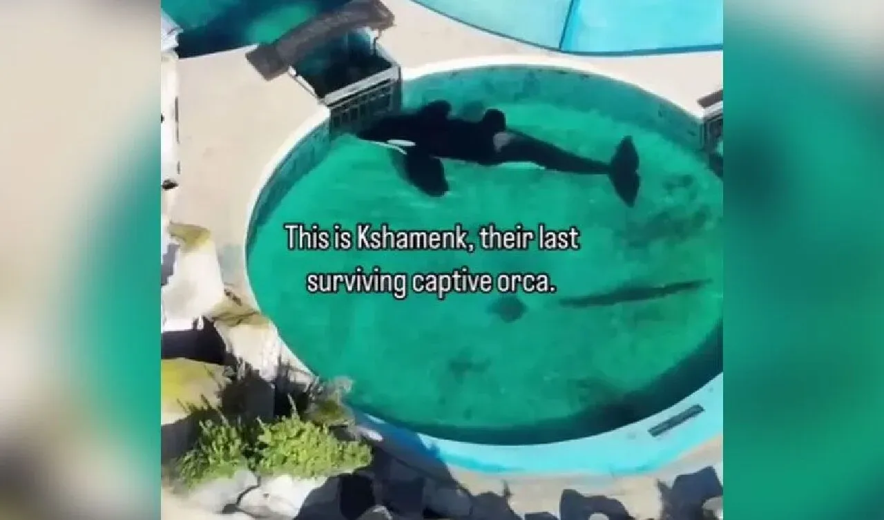 Dünyanın en yalnız balinası Kshamenk 