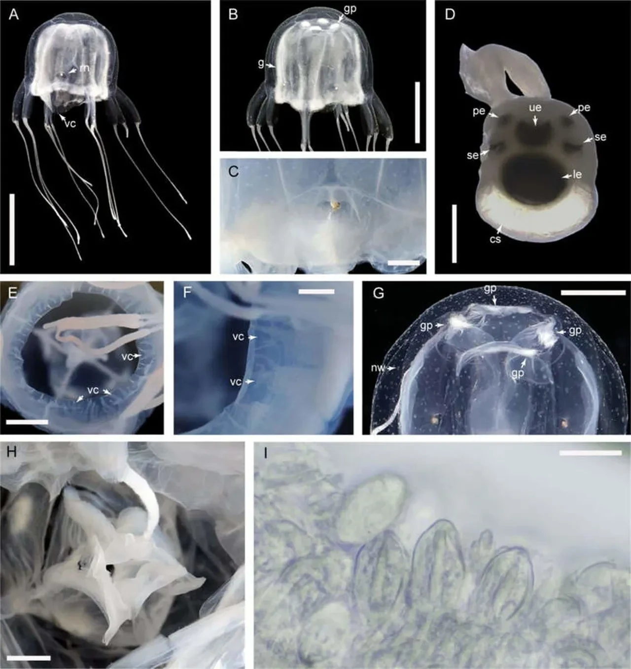 Yeni canlı türü keşfi