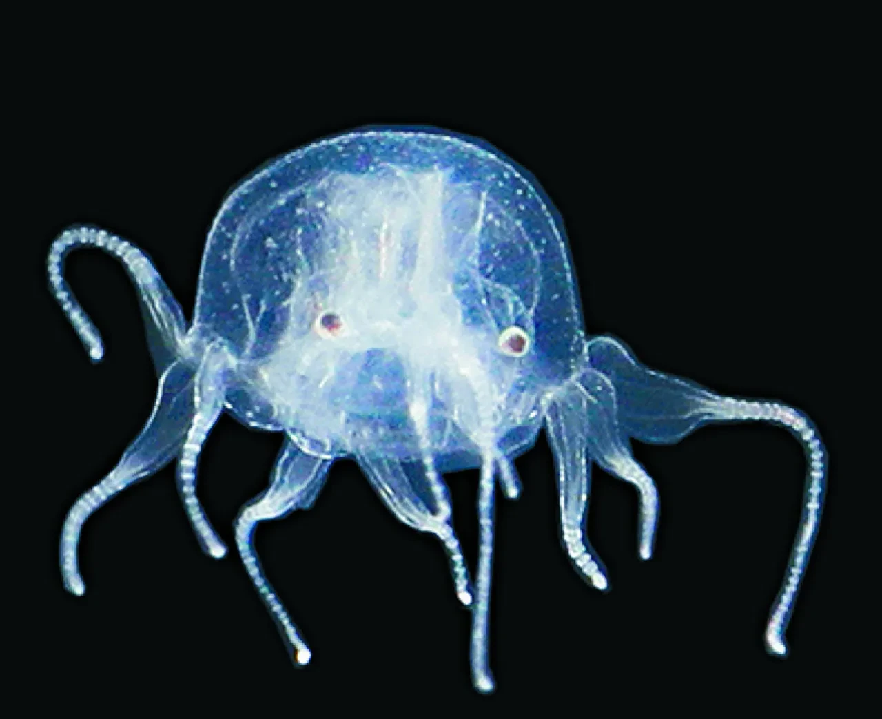 Yeni canlı türü keşfi