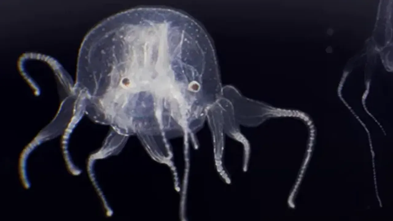 Yeni canlı türü keşfi