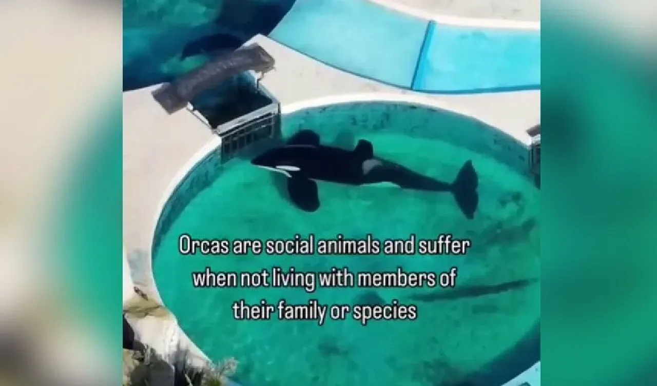 Dünyanın en yalnız balinası Kshamenk 