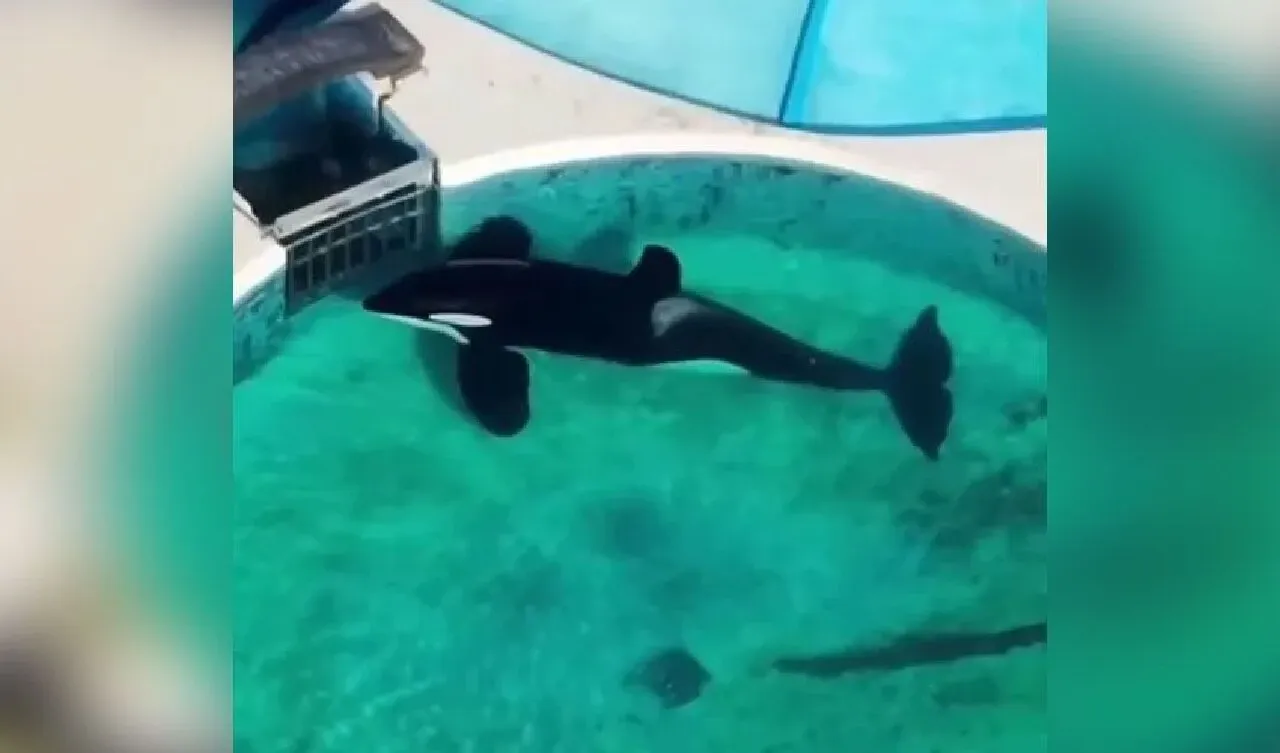 Dünyanın en yalnız balinası Kshamenk 