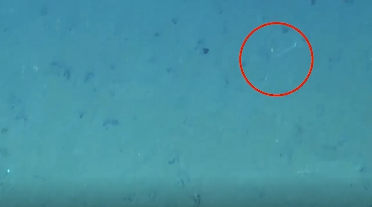 Bilim insanları şaşkın5