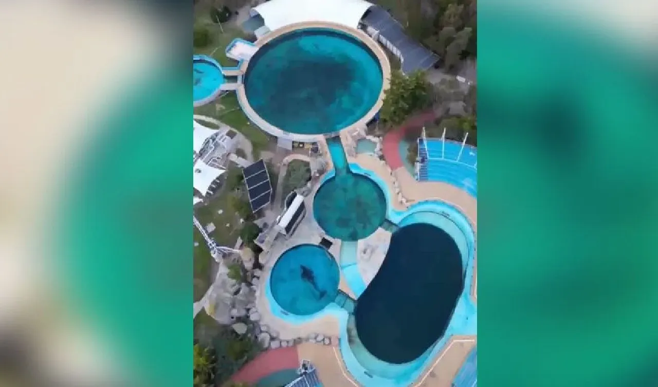 Dünyanın en yalnız balinası Kshamenk 