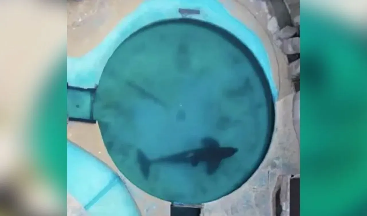 Dünyanın en yalnız balinası Kshamenk 