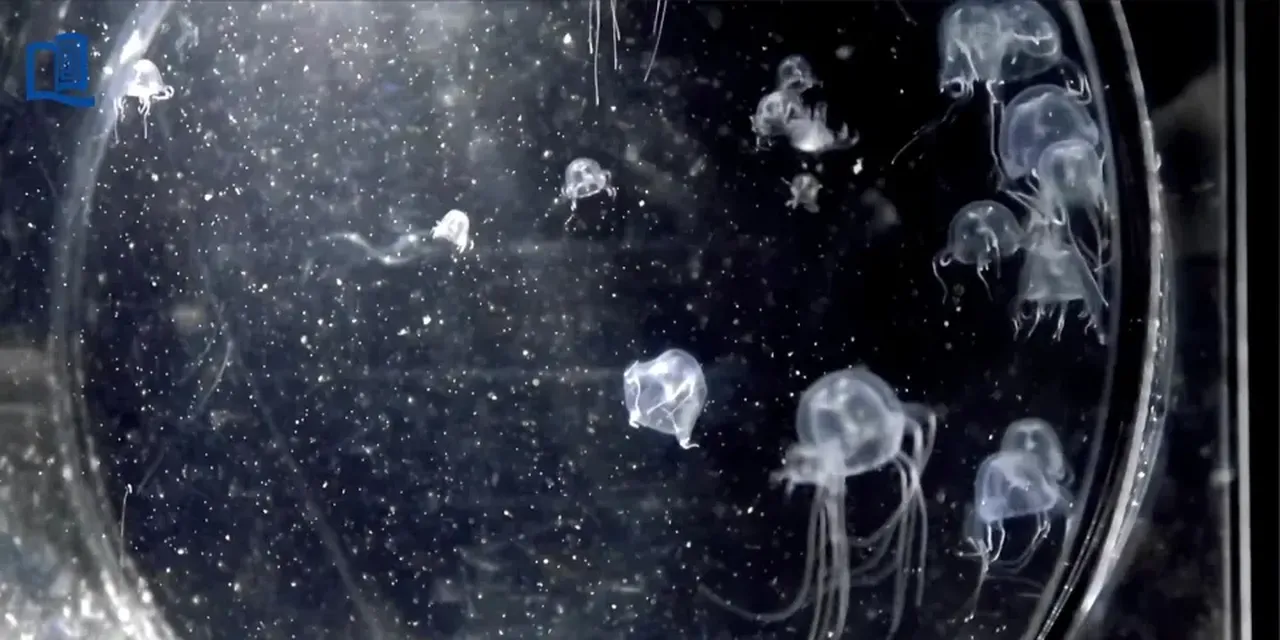 Yeni canlı türü keşfi