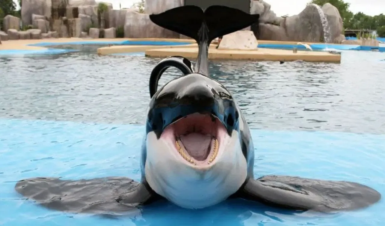 Dünyanın en yalnız balinası Kshamenk 