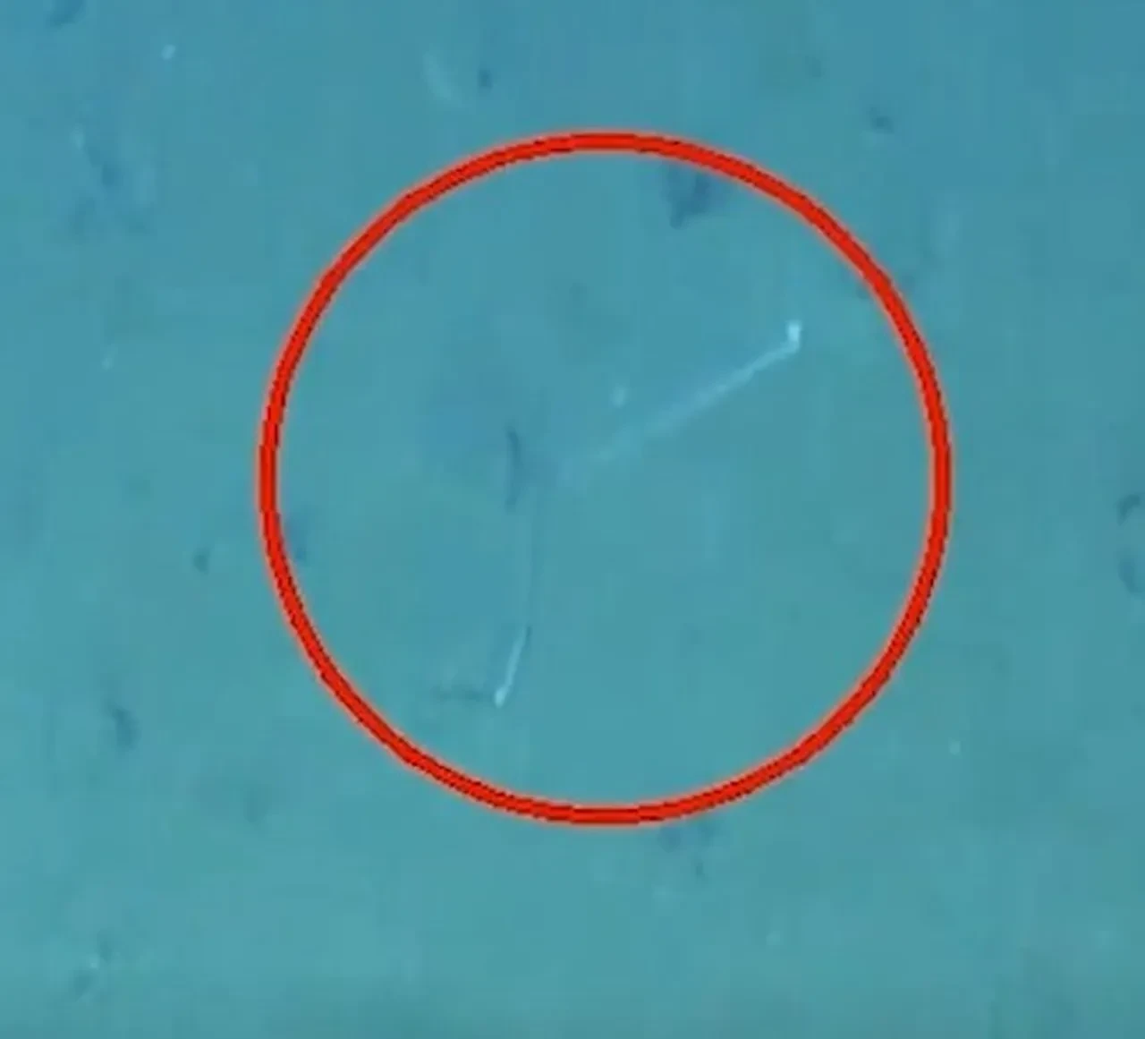 Bilim insanları şaşkın7