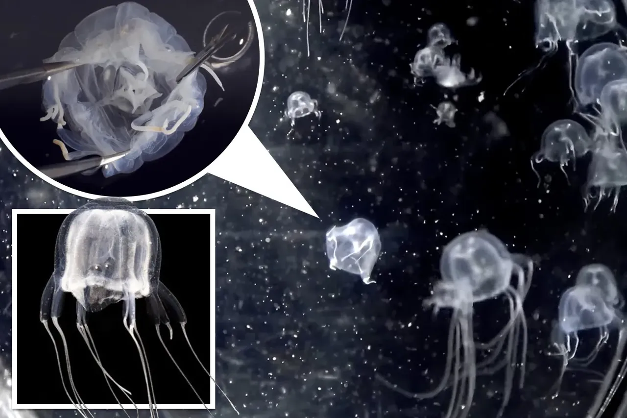 Yeni canlı türü keşfi