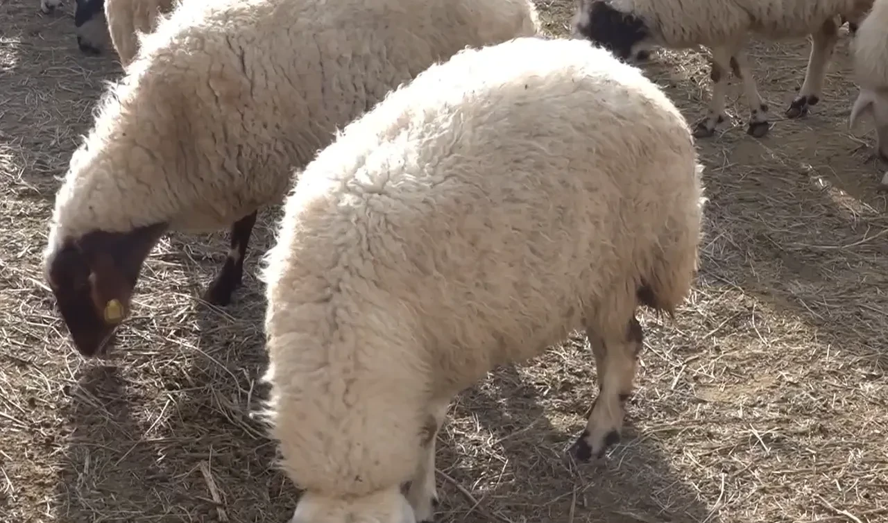 1 MİLYON LİRANIN ÜZERİNDE KREDİ