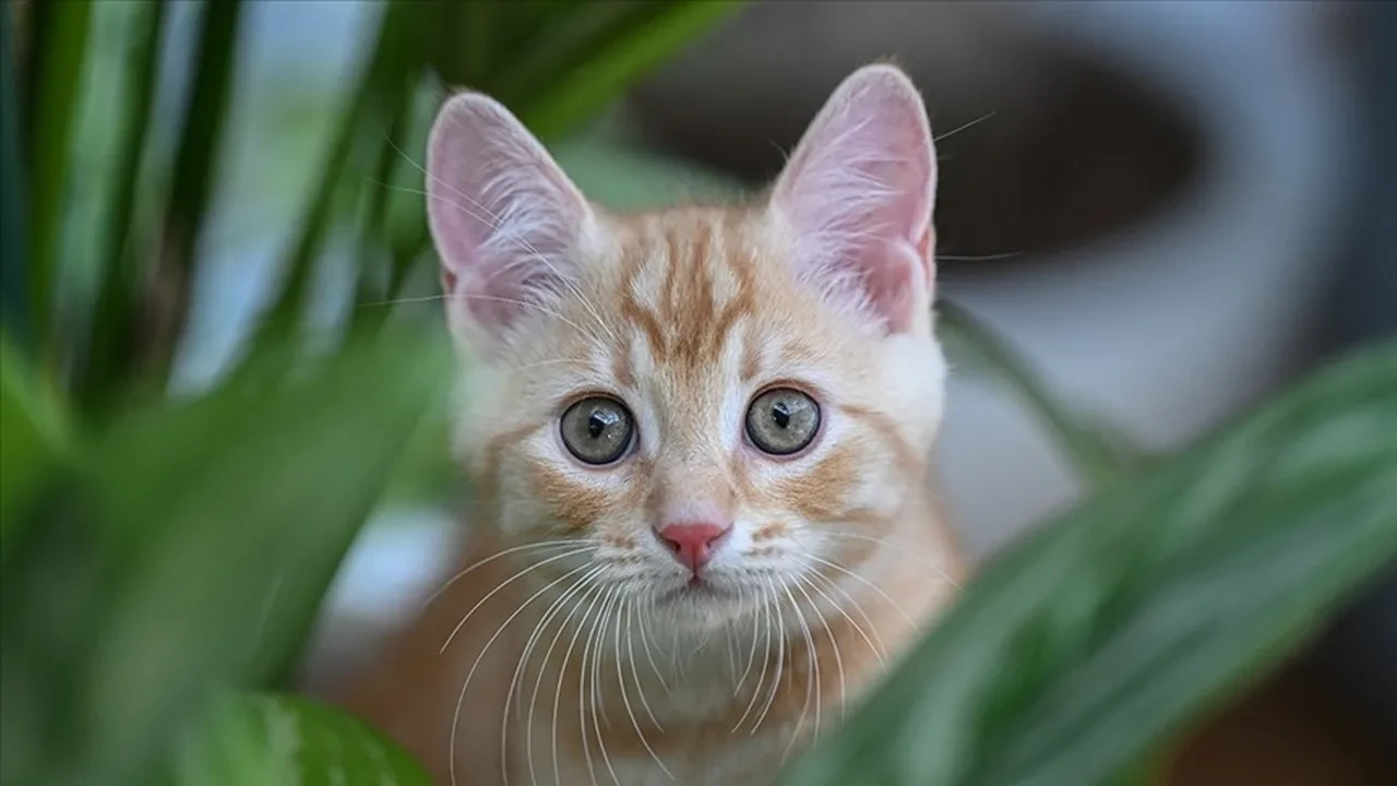 Kediler erkeklere neden daha fazla miyavlıyor? 