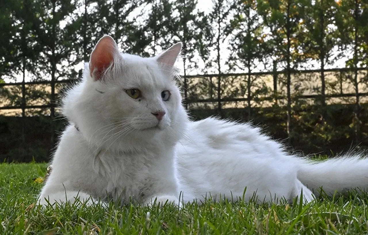 Kediler erkeklere neden daha fazla miyavlıyor? 