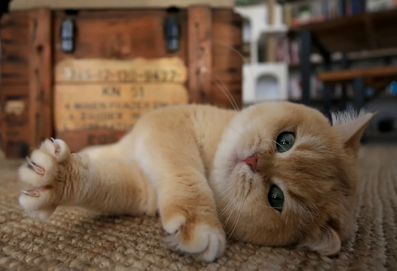 Kediler erkeklere neden daha fazla miyavlıyor? 