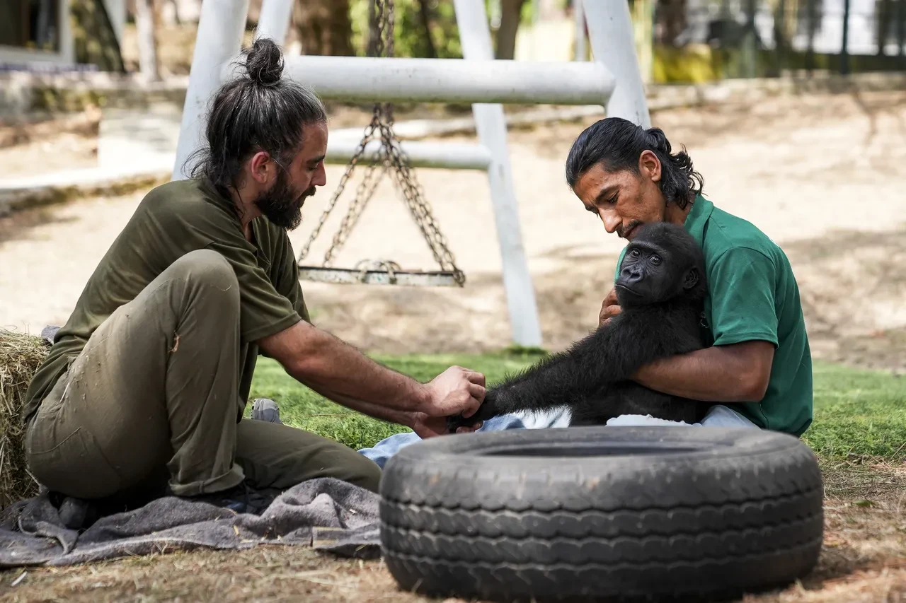 Zeytin3