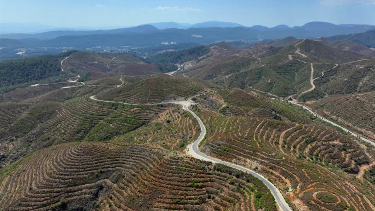 İzmir, Karabağlar, orman yangını 