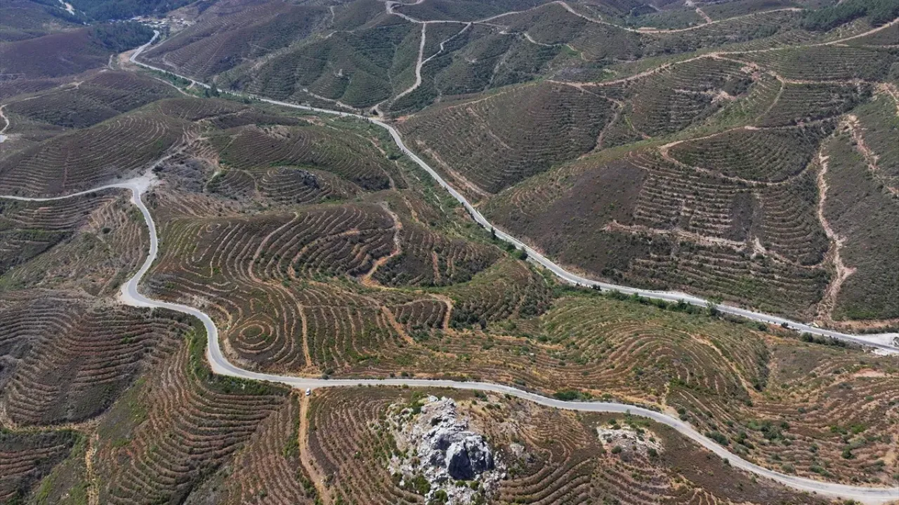 İzmir, Karabağlar, orman yangını 