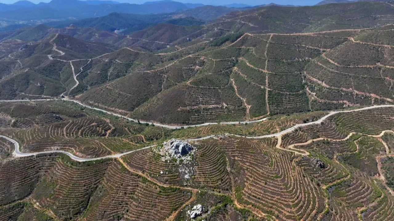 İzmir, Karabağlar, orman yangını 