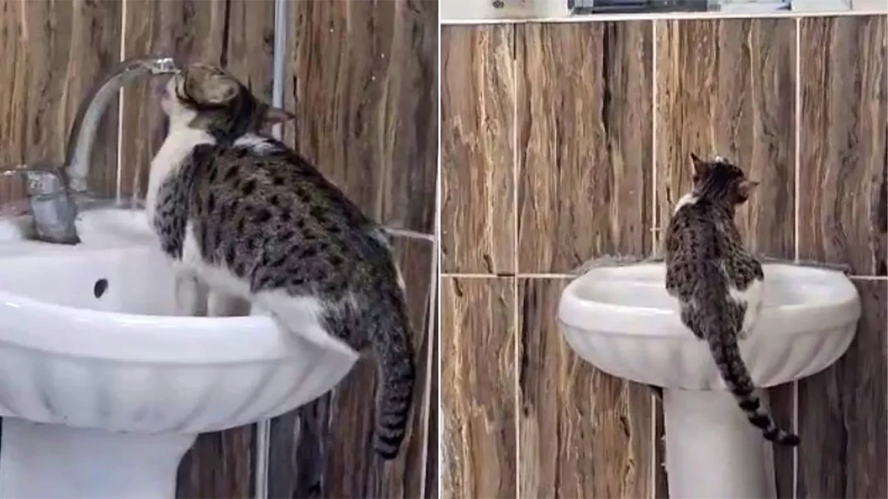 Acil servisteki kedi herkesi hayrete düşürdü: Susayınca çareyi kendisi buldu