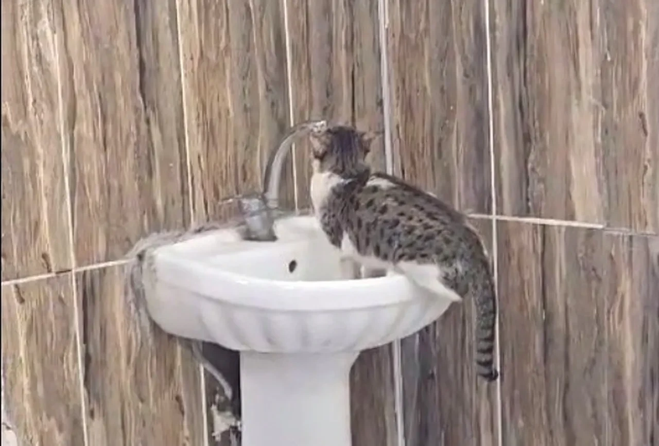Acil servisteki kedi herkesi hayrete düşürdü: Susayınca çareyi kendisi buldu