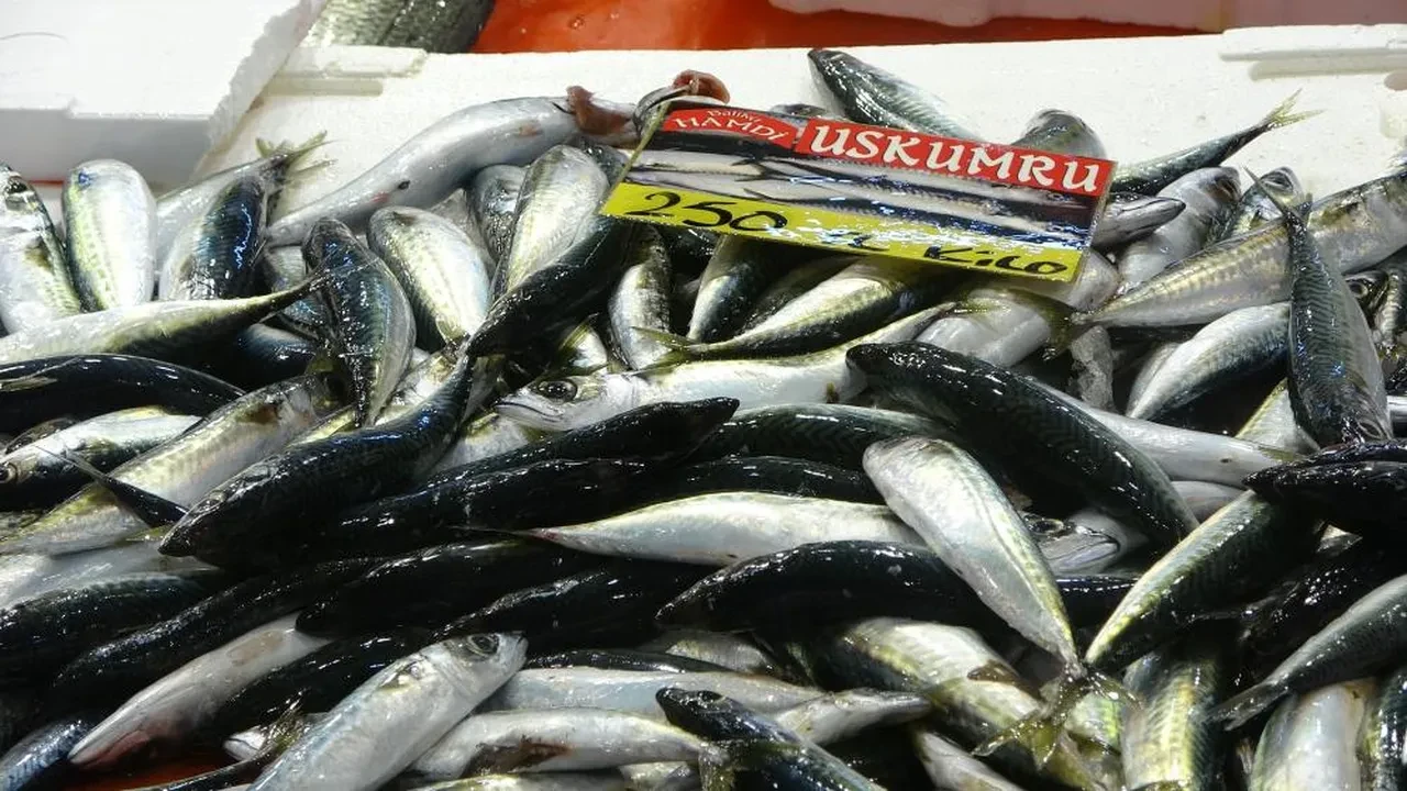 Fiyatlar daha da düşecek! Balıkçılardan müjde geldi: Bolluk bekleniyor