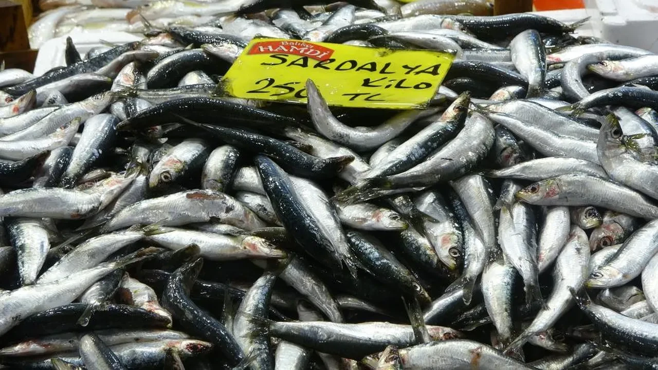 Fiyatlar daha da düşecek! Balıkçılardan müjde geldi: Bolluk bekleniyor