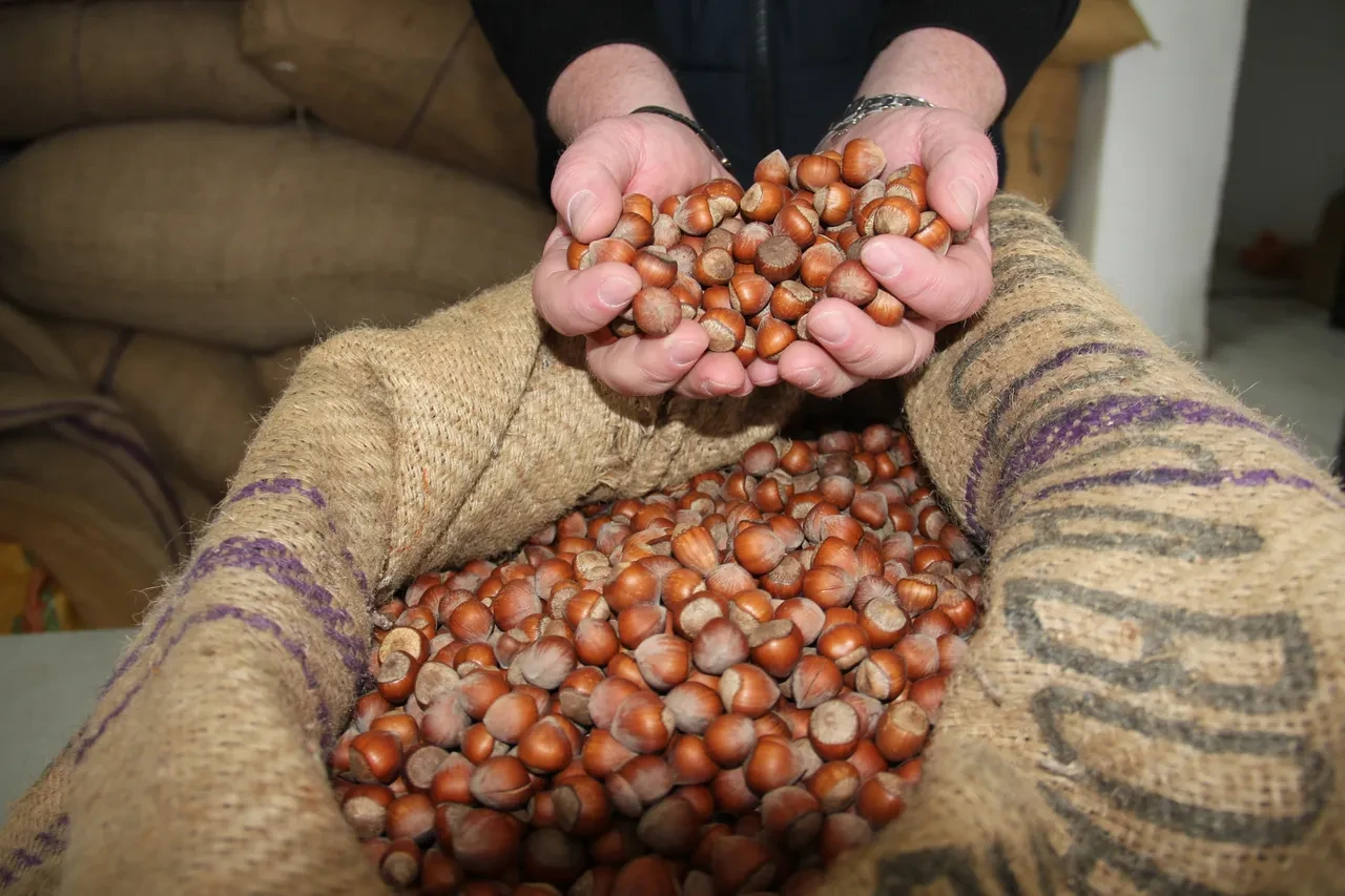 Giresun fındığı zirvede! Dünyada rakibi yok: Fiyatı katlandıkça katlandı