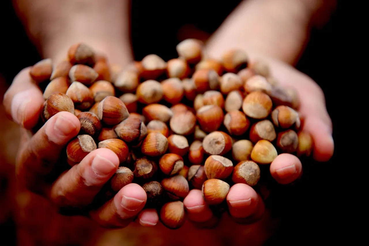 Giresun fındığı zirvede! Dünyada rakibi yok: Fiyatı katlandıkça katlandı